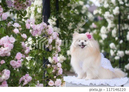 バラとポメラニアン 117146220