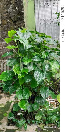 Medicinal plants 117146290