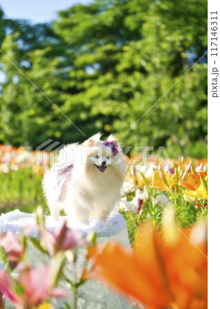 ユリとポメラニアン 117146311