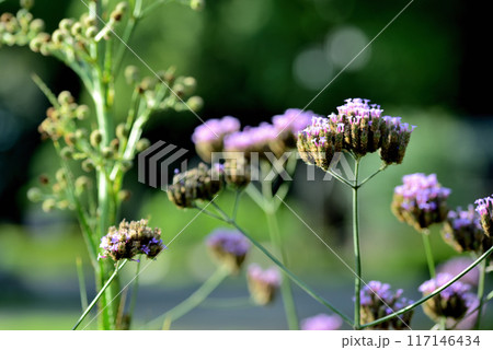 ヤナギハナガサ  三尺バーベナ　青紫色の花 117146434