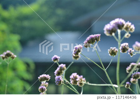 ヤナギハナガサ 三尺バーベナ 青紫色の花 ヤナギハナガサ 三尺バーベナ 青紫色の花 117146436