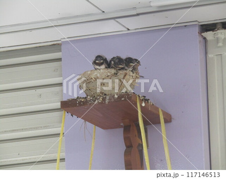 巣立ち直前給餌を待つツバメの子 117146513