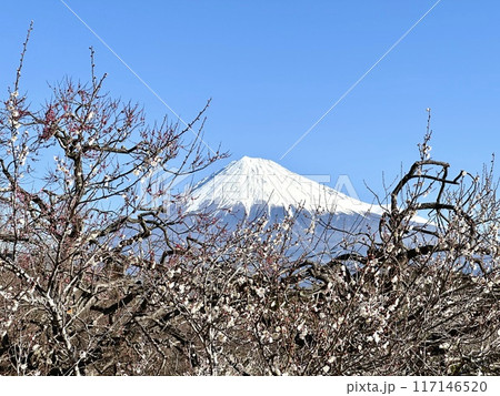 早春の梅と富士山 117146520