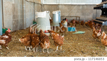 Laying hens drink water from an automatic drinker in chicken coop 117146853