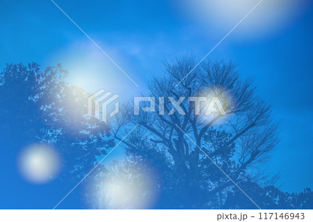 冬の暗い森 117146943