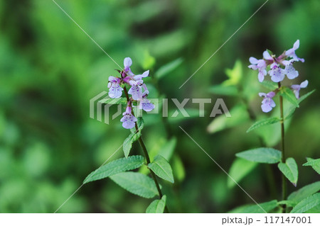 シソ科の山野草イヌゴマの開花 シソ科の山野草イヌゴマの開花 117147001