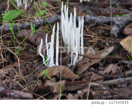 公園の日陰に生えた初めて見る茸シロソウメンタケ 117147035