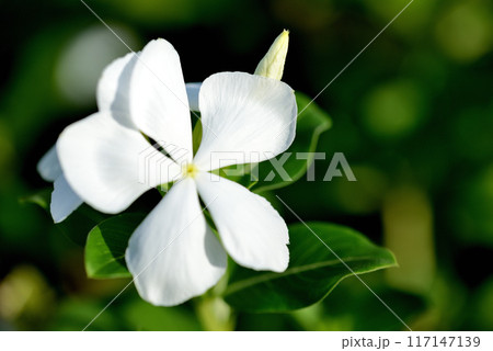 日々草  白や赤色の花 117147139