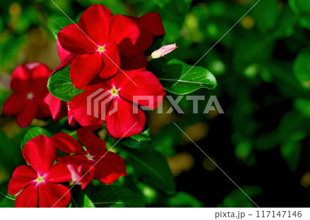 日々草  白や赤色の花 117147146