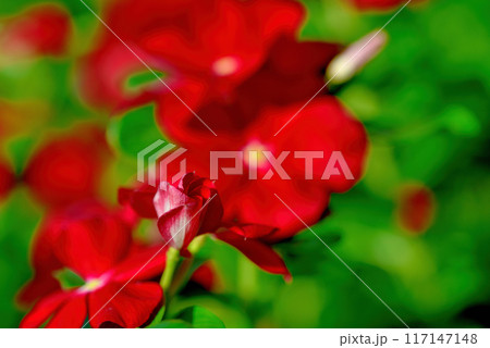 日々草 白や赤色の花 日々草 白や赤色の花 117147148