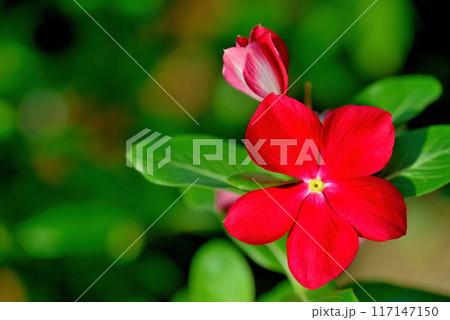 日々草  白や赤色の花 117147150