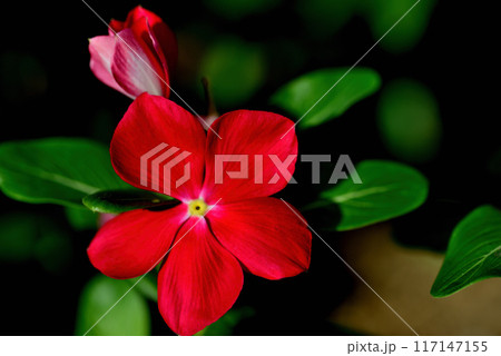 日々草 白や赤色の花 日々草 白や赤色の花 117147155