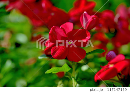 日々草  白や赤色の花 117147159