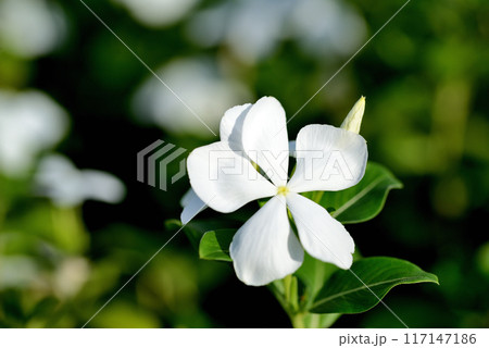 日々草  白や赤色の花 117147186