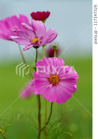 秋桜 秋桜 117147326