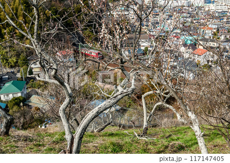 田浦梅林から見るトンネルと電車の風景 117147405