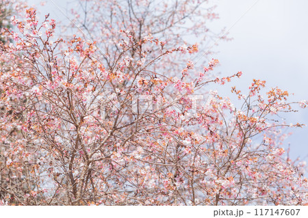 【日本】千葉県野田市の櫻木神社の秋冬に咲く桜の木 117147607