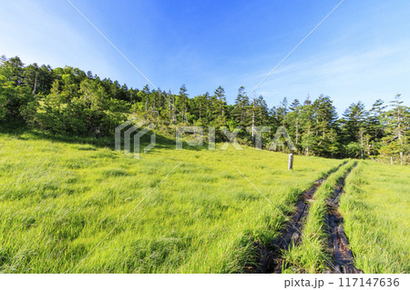 夏の尾瀬　鳩待峠〜横田代〜アヤメ平〜富士見峠 117147636