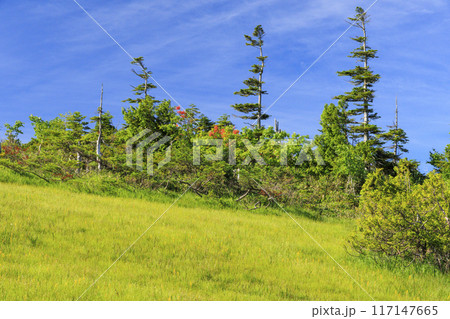 夏の尾瀬　鳩待峠〜横田代〜アヤメ平〜富士見峠 117147665