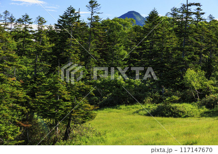 夏の尾瀬　鳩待峠〜横田代〜アヤメ平〜富士見峠 117147670