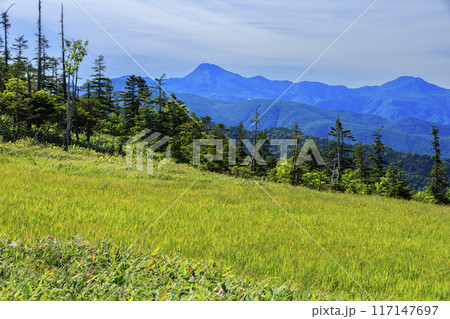夏の尾瀬　鳩待峠〜横田代〜アヤメ平〜富士見峠 117147697