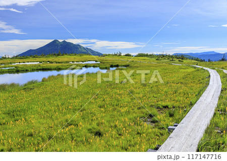 夏の尾瀬　鳩待峠〜横田代〜アヤメ平〜富士見峠 117147716