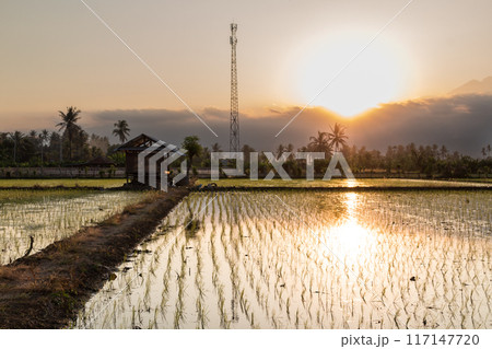 view of the sunset over the village rice fields 117147720