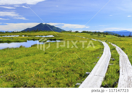 夏の尾瀬　鳩待峠〜横田代〜アヤメ平〜富士見峠 117147723