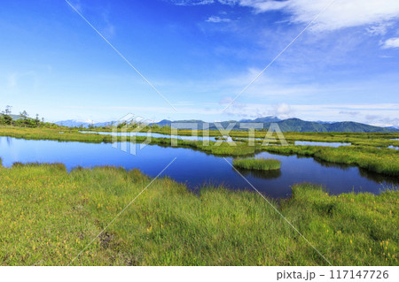 夏の尾瀬　鳩待峠〜横田代〜アヤメ平〜富士見峠 117147726
