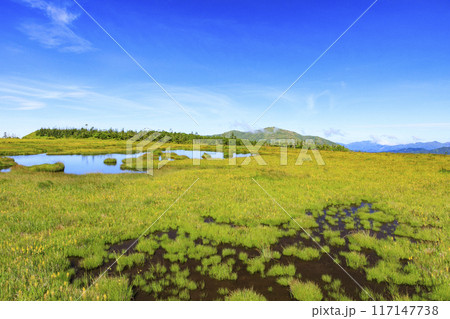 夏の尾瀬　鳩待峠〜横田代〜アヤメ平〜富士見峠 117147738