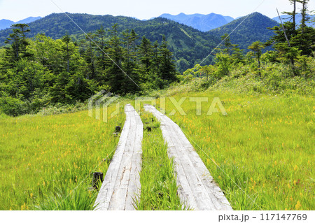 夏の尾瀬　鳩待峠〜横田代〜アヤメ平〜富士見峠 117147769