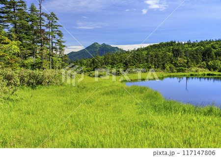 夏の尾瀬 鳩待峠〜横田代〜アヤメ平〜富士見峠 夏の尾瀬 鳩待峠〜横田代〜アヤメ平〜富士見峠 117147806