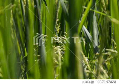 Close up view of young rice grains on a blurry background 117147828