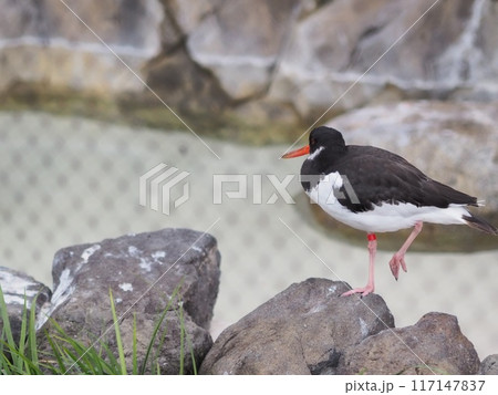 都鳥（一羽・上野動物園） 117147837
