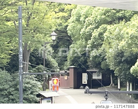 浜離宮庭園の木々 浜離宮庭園の木々 117147888