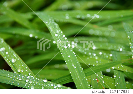 葉についた水滴 117147925