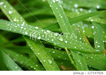 朝露に濡れる葉 朝露に濡れる葉 117147926