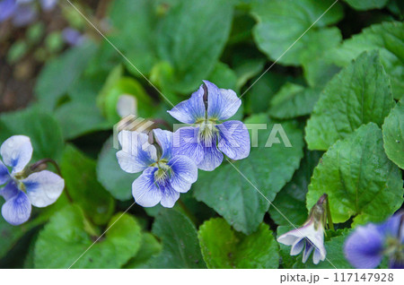 雨に濡れるスミレの花 117147928