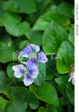 雨に濡れるスミレの花 117147931