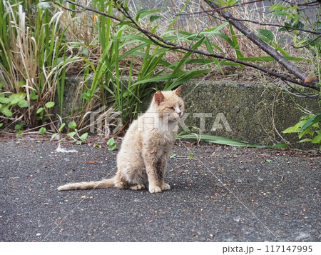 こちらを見つめる猫 117147995