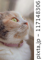 外を見つめる猫 117148306