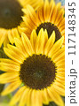 ヒマワリの黄色い花をアップで撮影した写真 117148345