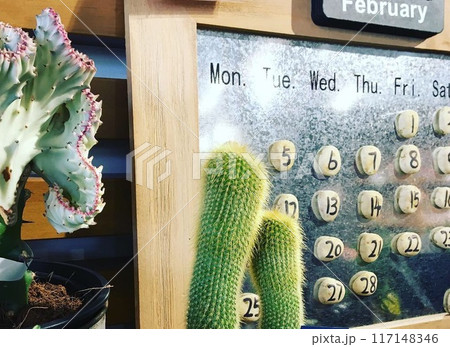 サボテンや植物を飾ったナチュラルな部屋 117148346