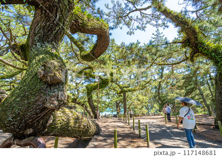三保の松原　古木　日本新三景　国の名勝 117148681