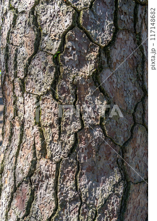 三保松原　松　古木　幹　樹皮 117148682