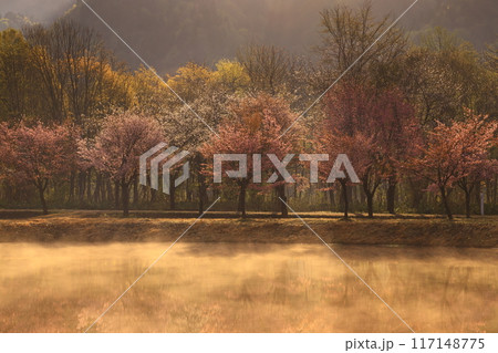 秋田県仙北市　春のプレイパーク戸瀬 117148775