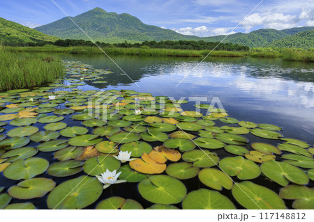 夏の尾瀬 尾瀬ヶ原 夏の尾瀬 尾瀬ヶ原 117148812