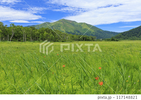 夏の尾瀬　尾瀬ヶ原 117148821