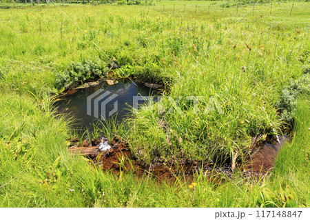 夏の尾瀬 尾瀬ヶ原 夏の尾瀬 尾瀬ヶ原 117148847