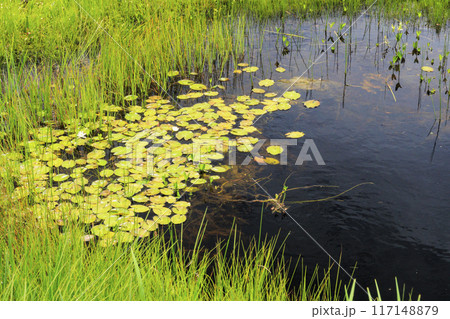 夏の尾瀬 尾瀬ヶ原 夏の尾瀬 尾瀬ヶ原 117148879